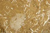 Ordovician Kukersite Oil Shale with Bryozoan Fossils - Russia #369549-1